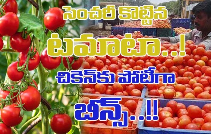 Tomato Price: సెంచరీ కొట్టిన టమాటా