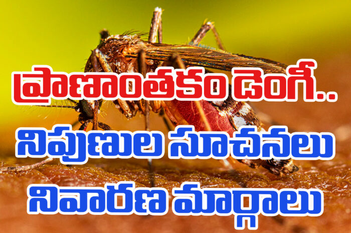 Symptoms of Dengue, Remedy: ప్రాణాంతకం డెంగీ..