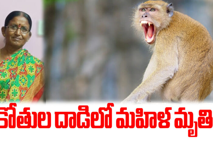 Woman dies in monkey attack: కోతుల దాడిలో మహిళ మృతి