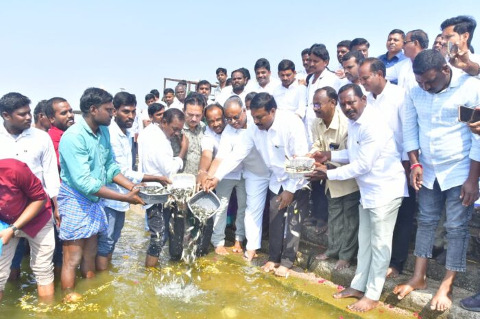 Baby fish released: చేప పిల్లలను విడుదల చేసిన ఎమ్మెల్యే ఏలేటి మహేశ్వర్ రెడ్డి