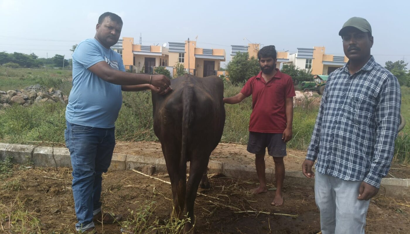 Vaccinations for buffaloes