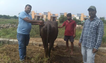 Vaccinations for buffaloes