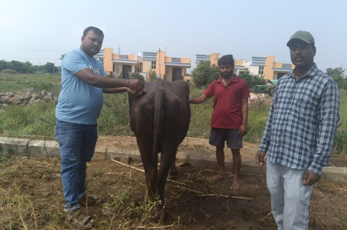 Vaccinations for buffaloes: గేదెలకు గాలికుంటు నివారణ టీకాలు