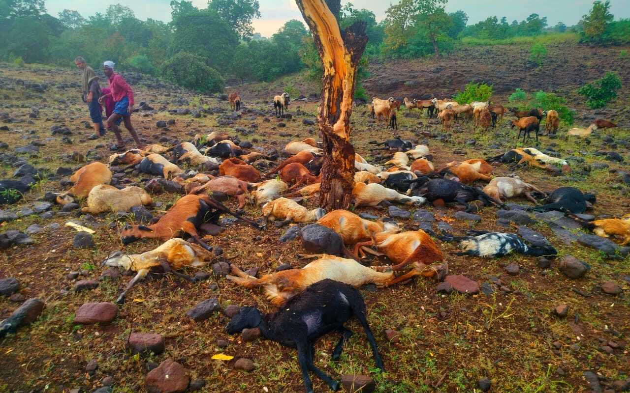 76 sheep died due to lightning