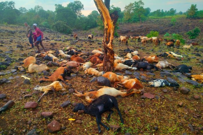 76 sheep died due to lightning: పిడుగుపాటుకు 76 గొర్రెలు మృతి