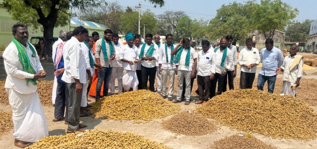 Turmeric farmers