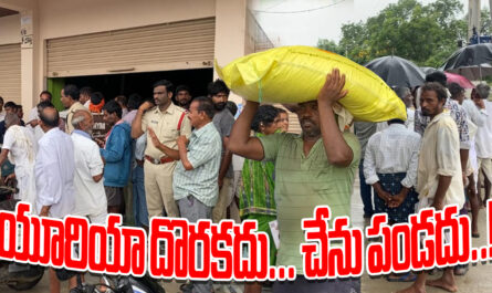 Urea shortage troubles farmers in Nirmal