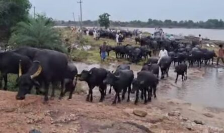 Buffaloes Rescued from Godavari Floods